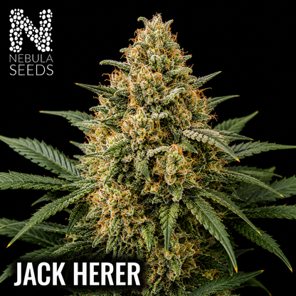 Nebula_Seeds_South_African_cannabis_seeds_-_Jack_Herer