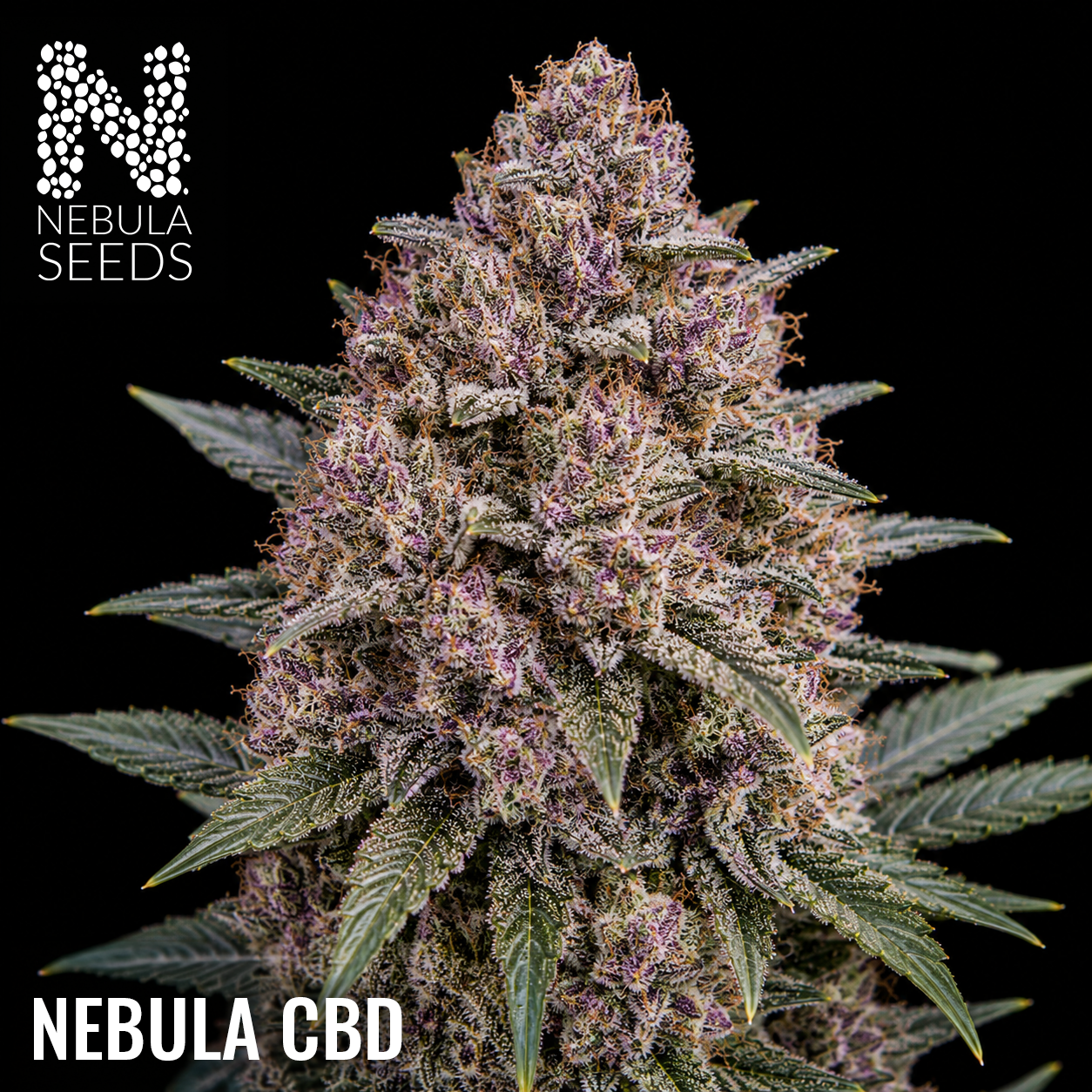 Nebula_Seeds_South_African_cannabis_seeds_-_Nebula_CBD