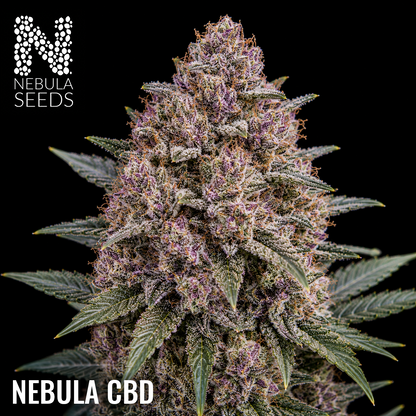 Nebula_Seeds_South_African_cannabis_seeds_-_Nebula_CBD