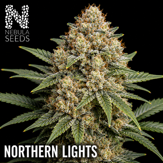 Northern Lights Feminized