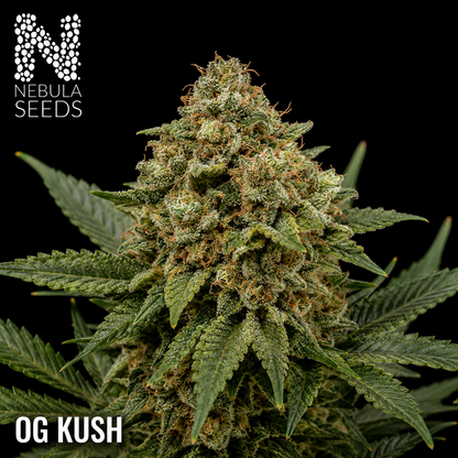 Nebula Seeds South African cannabis seeds - UK Cheese