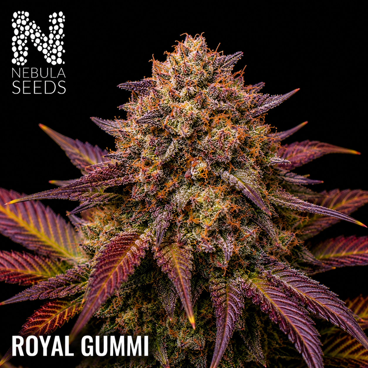 Nebula_Seeds_South_African_cannabis_seeds_-_Royal_Gummi