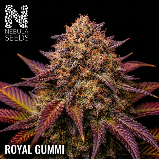 Nebula_Seeds_South_African_cannabis_seeds_-_Royal_Gummi