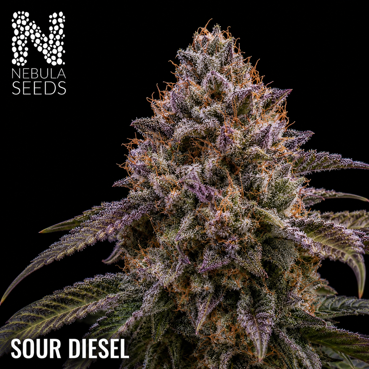 Nebula Seeds South African cannabis seeds - Sour Diesel