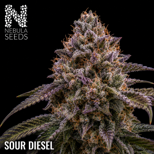Nebula Seeds South African cannabis seeds - Sour Diesel
