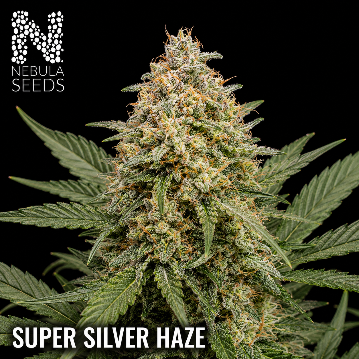 Nebula_Seeds_South_African_cannabis_seeds_-_Super_Silver_Haze