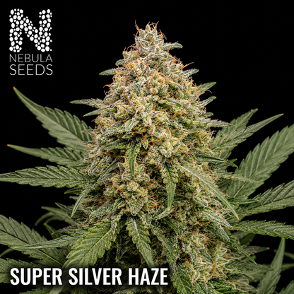 Nebula_Seeds_South_African_cannabis_seeds_-_Super_Silver_Haze