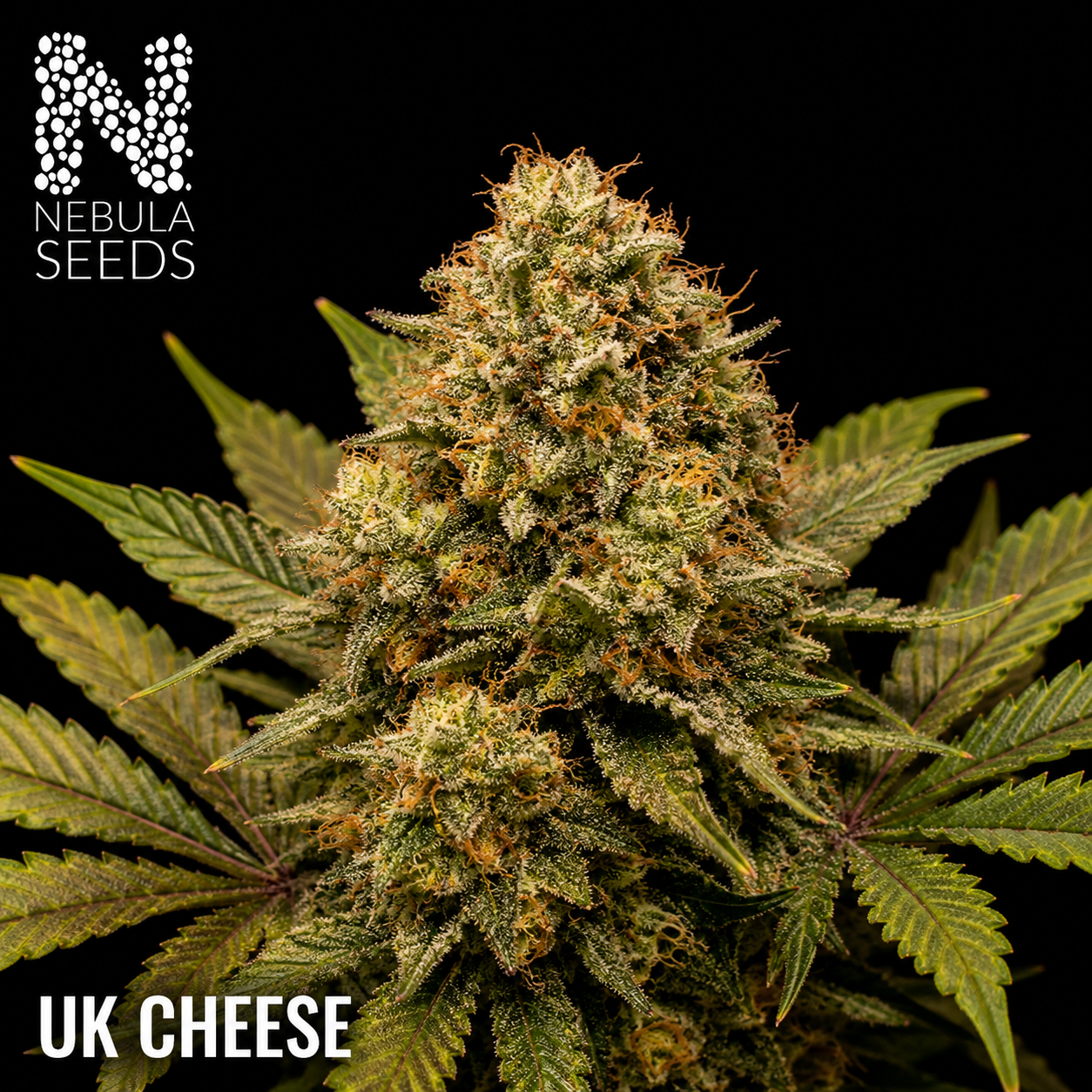 Nebula_Seeds_South_African_cannabis_seeds_-_UK_Cheese
