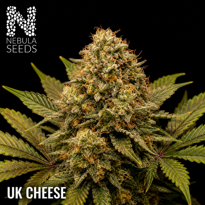Nebula_Seeds_South_African_cannabis_seeds_-_UK_Cheese