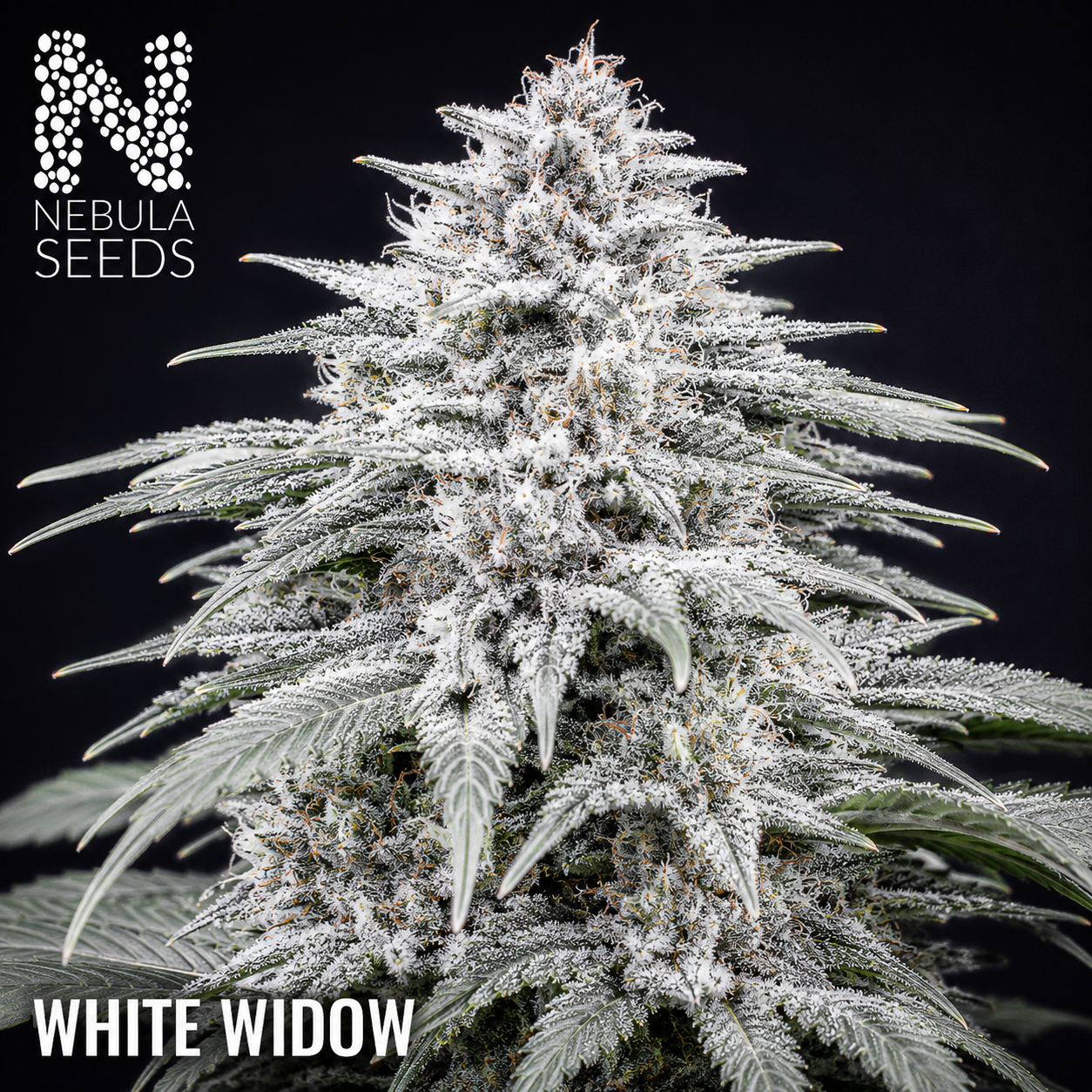 Nebula Seeds South African cannabis seeds - White_Widow