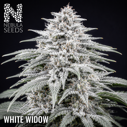 Nebula Seeds South African cannabis seeds - White_Widow