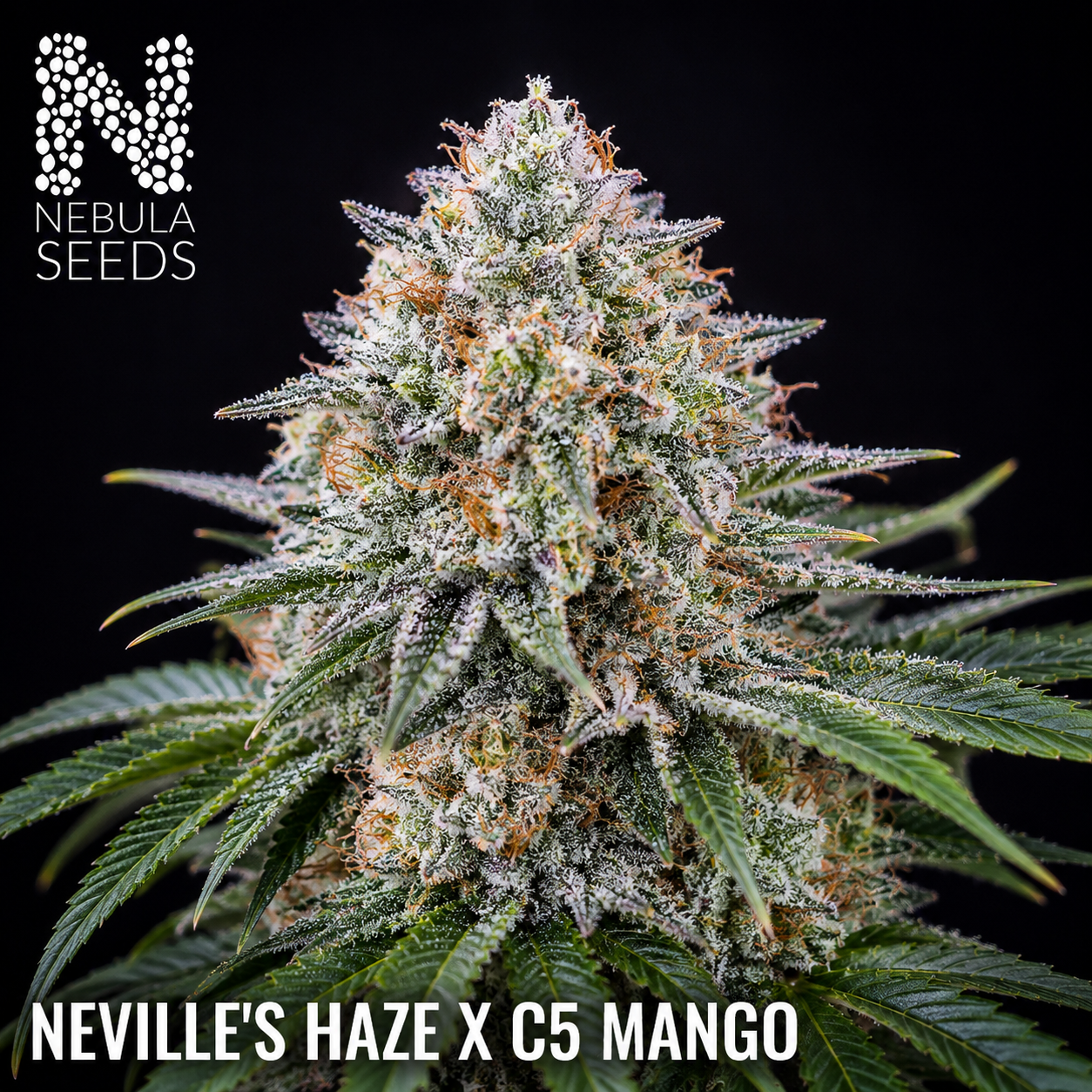 Neville's Haze x C5 Mango, Nebula Seeds, South African Cannabis Seedbank