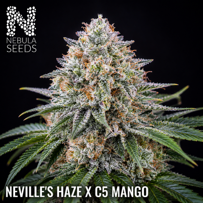 Neville's Haze x C5 Mango, Nebula Seeds, South African Cannabis Seedbank