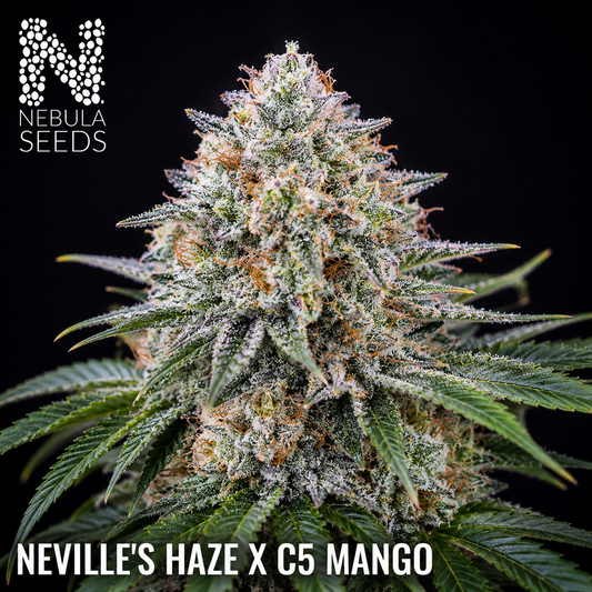 Neville's Haze x C5 Mango, Nebula Seeds, South African Cannabis Seedbank