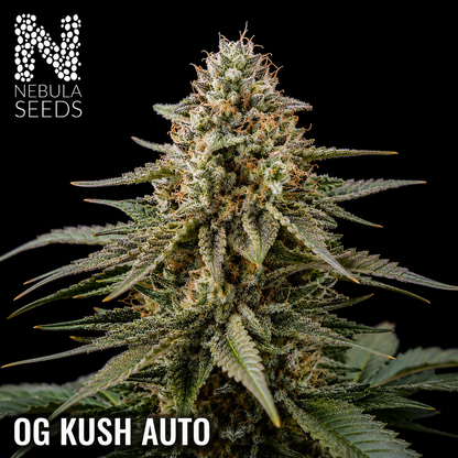 OG Kush Auto Feminized cannabis seeds for sale at Nebula Seeds. Buy cannabis seeds online in South Africa with premium genetics for cultivation.