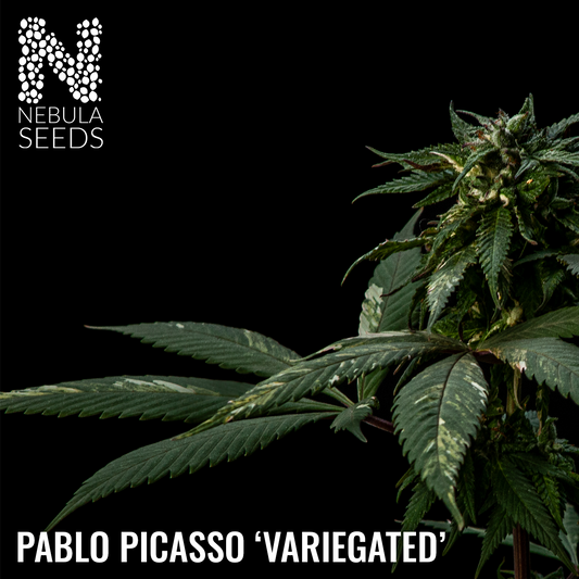 Pablo_Picasso_Variegated-Feminized-Cannabis-Seeds-South-Africa