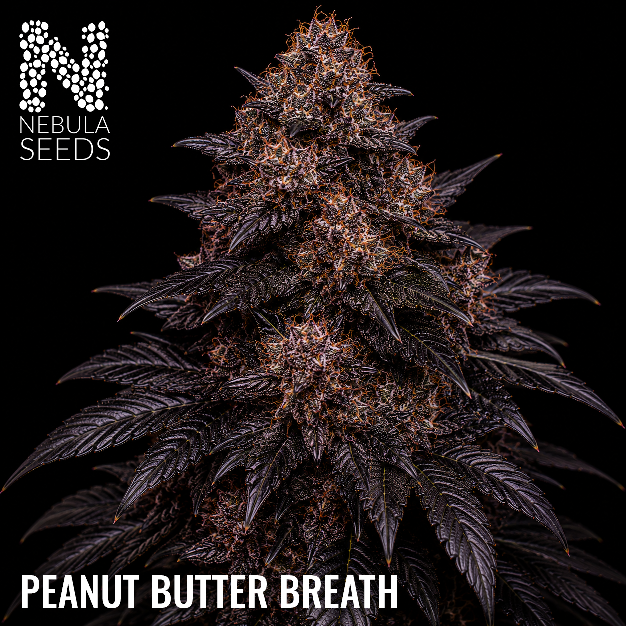 Peanut Butter Breath Feminized cannabis seeds for sale at Nebula Seeds. Buy cannabis seeds online in South Africa with premium genetics for cultivation