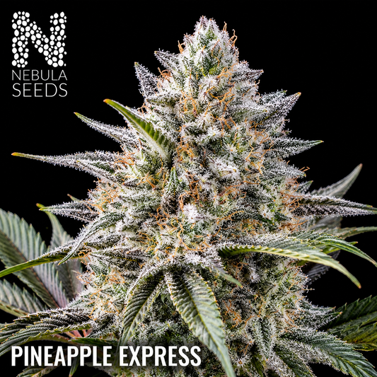 Pineapple Express Nebula Seeds - Pulp Friction Feminized cannabis seeds for sale at Nebula Seeds. Buy cannabis seeds online in South Africa with premium genetics for cultivation.