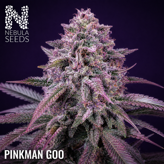 Pinkman Goo Nebula Seeds, South African Cannabis Seedbank