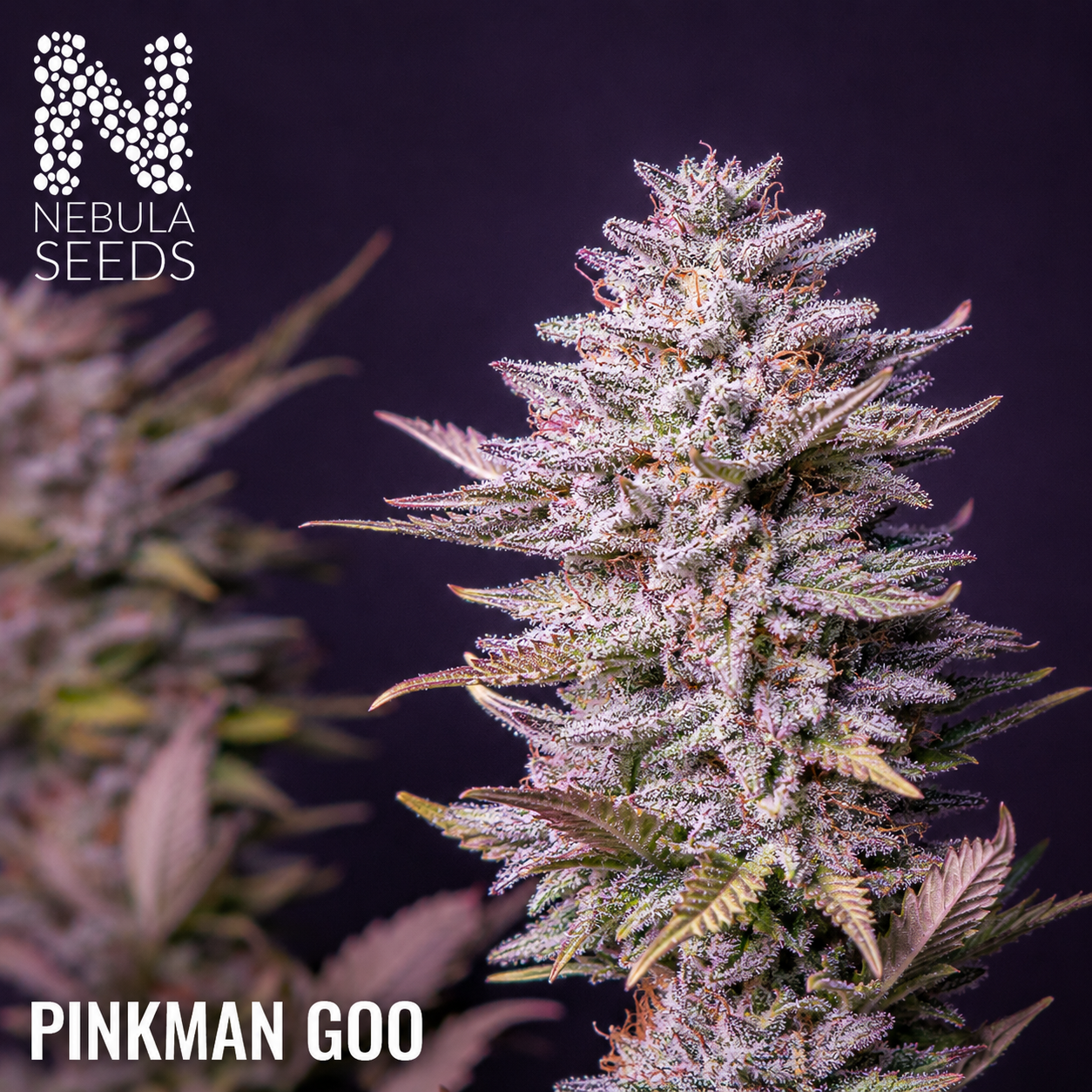 Pinkman Goo Nebula Seeds, South African Cannabis Seedbank