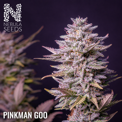 Pinkman Goo Nebula Seeds, South African Cannabis Seedbank