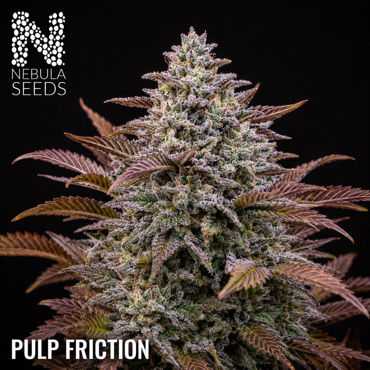 Nebula Seeds - Pulp Friction Feminized cannabis seeds for sale at Nebula Seeds. Buy cannabis seeds online in South Africa with premium genetics for cultivation.