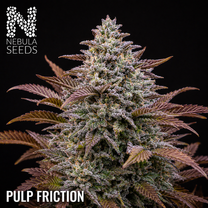 Nebula Seeds - Pulp Friction Feminized cannabis seeds for sale at Nebula Seeds. Buy cannabis seeds online in South Africa with premium genetics for cultivation.