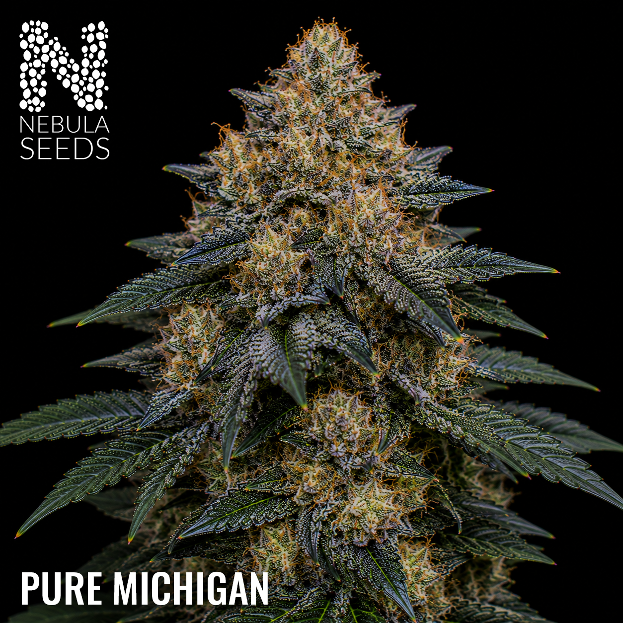 Pure Michigan feminized cannabis seeds for sale at Nebula Seeds. Buy cannabis seeds online in South Africa with premium genetics for cultivation