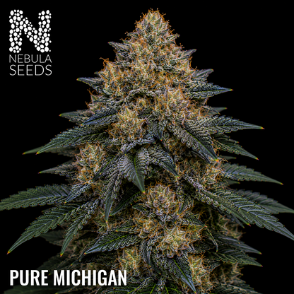 Pure Michigan feminized cannabis seeds for sale at Nebula Seeds. Buy cannabis seeds online in South Africa with premium genetics for cultivation
