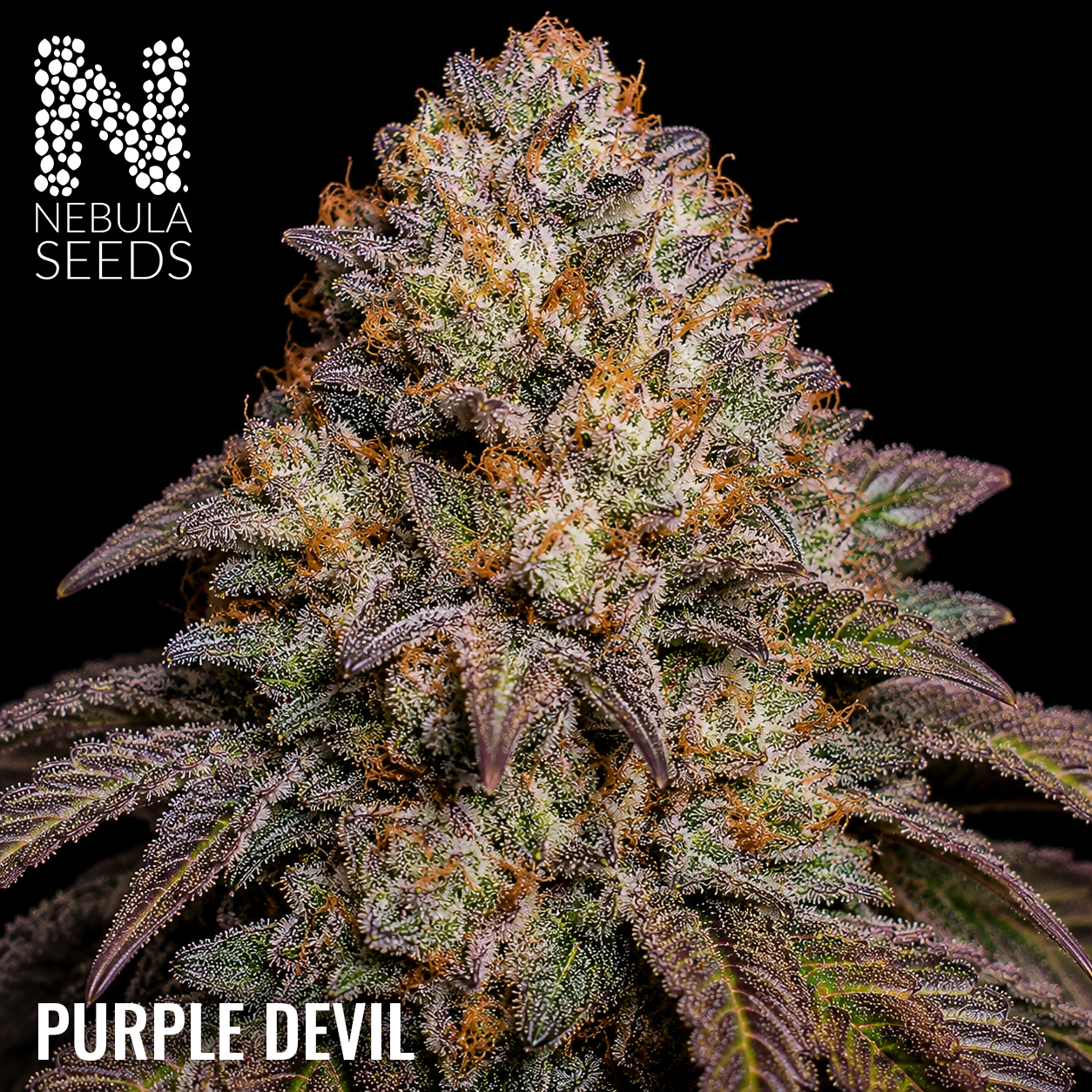 Purple Devil Feminized
