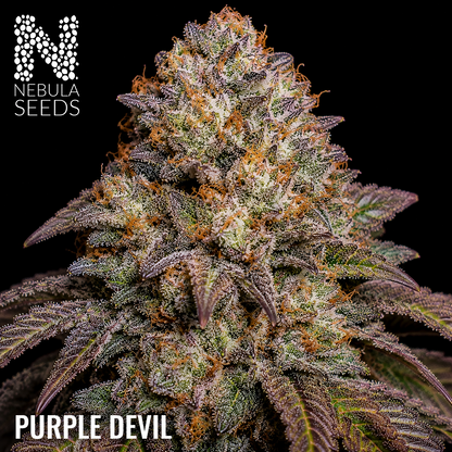 Purple Devil Feminized