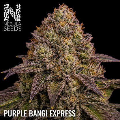 Purple Bangi Express - Buy South African Cannabis Seeds Nebula Seeds
