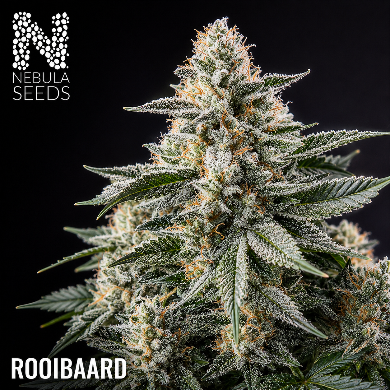 Rooibaard, Nebula Seeds, South African Cannabis Seedbank