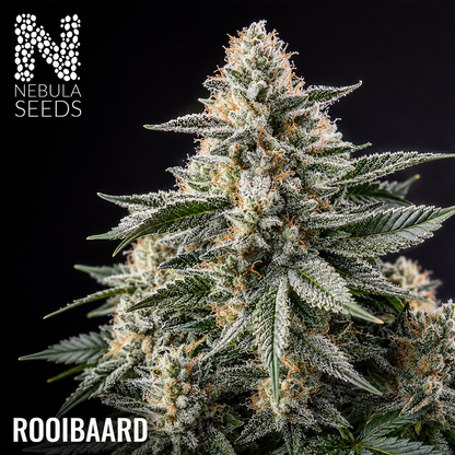 Rooibaard, Nebula Seeds, South African Cannabis Seedbank