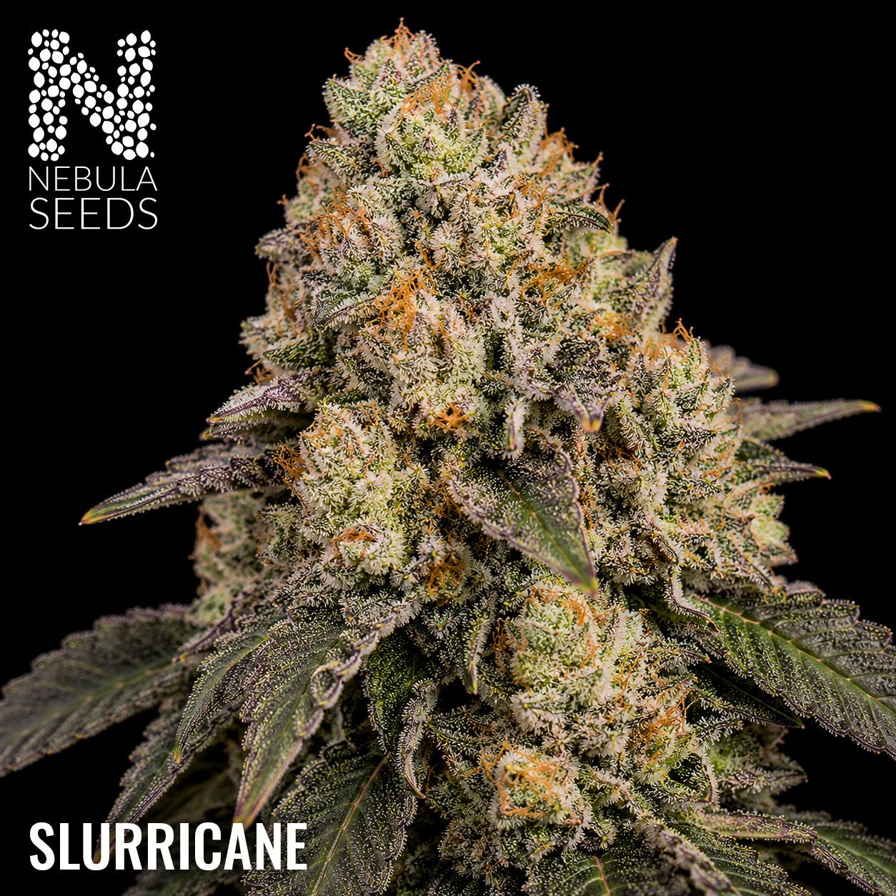 Slurricane - Buy South African Cannabis Seeds Nebula Seeds