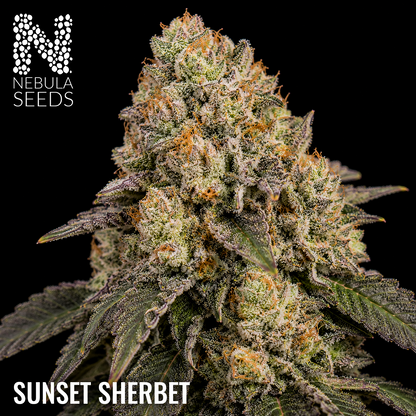 Sunset Sherbet - Buy South African Cannabis Seeds Nebula Seeds