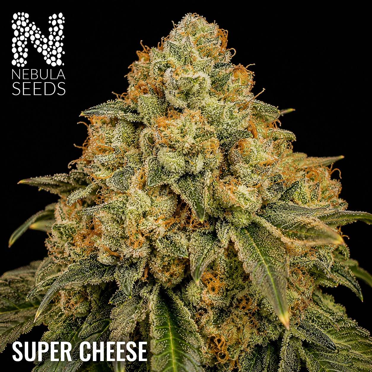 Super Cheese Feminized