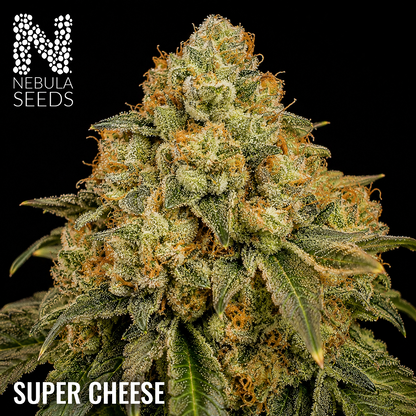Super Cheese Feminized