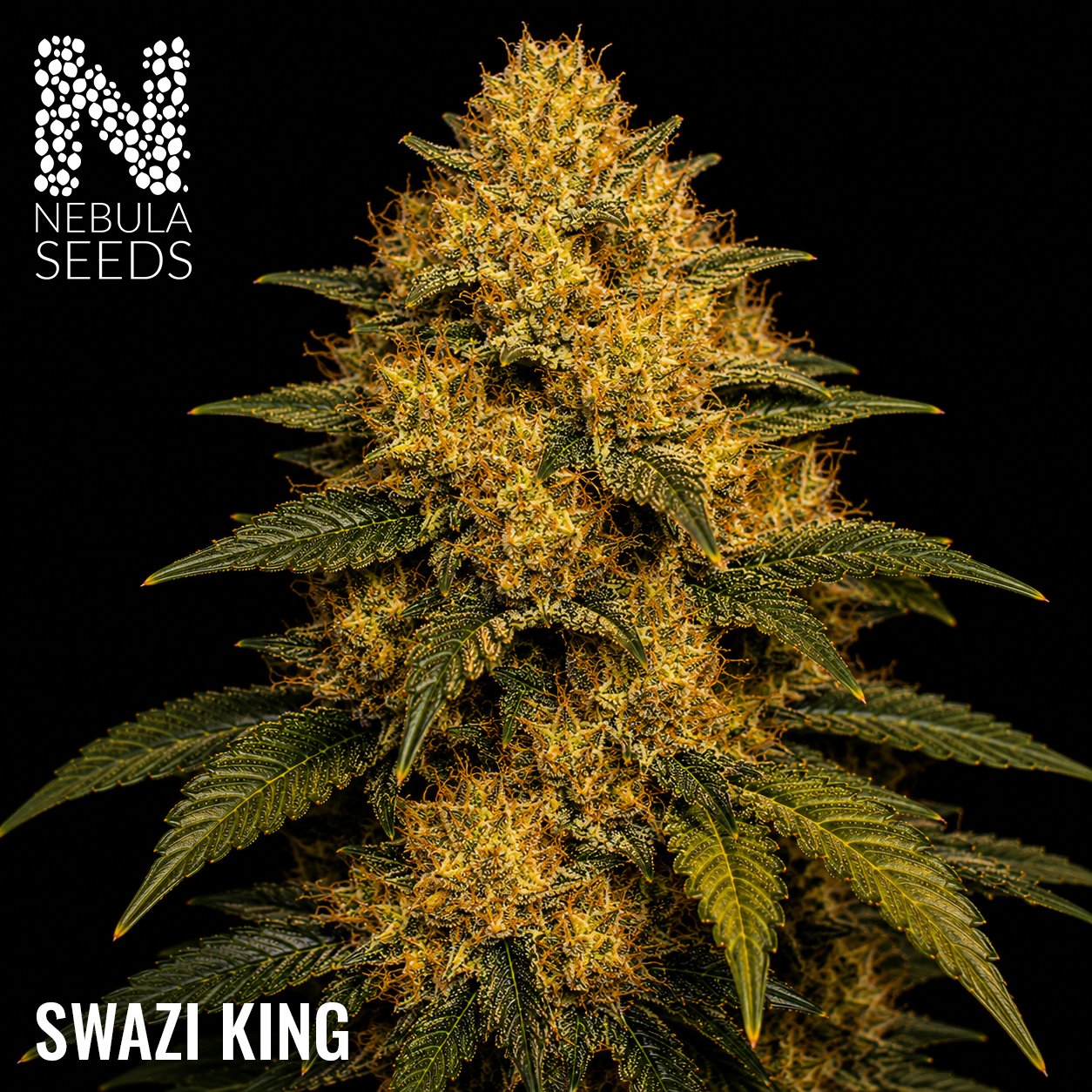 Swazi King feminized cannabis seeds for sale at Nebula Seeds. Buy cannabis seeds online in South Africa with premium genetics for cultivation
