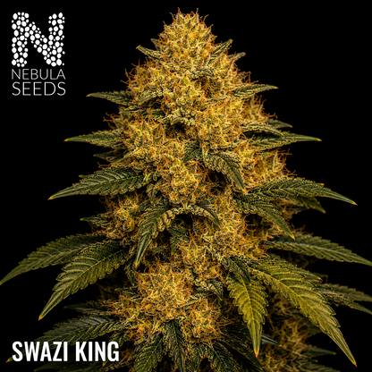 Swazi King feminized cannabis seeds for sale at Nebula Seeds. Buy cannabis seeds online in South Africa with premium genetics for cultivation