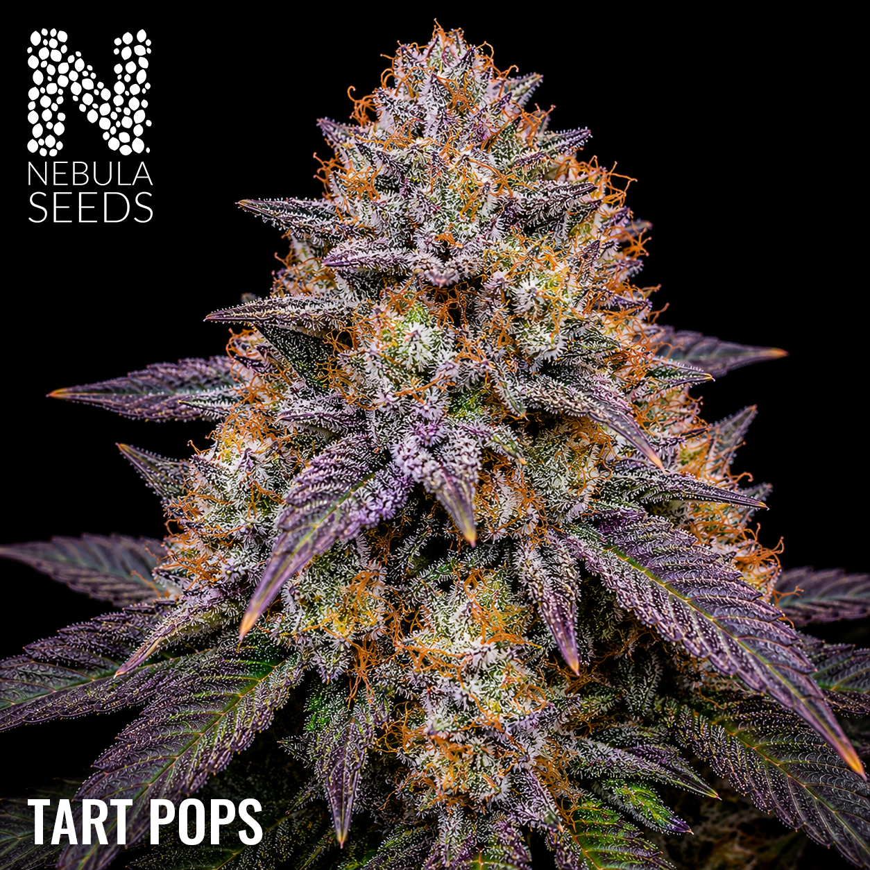 Tart Pops Feminized