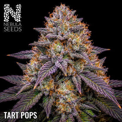Tart Pops Feminized