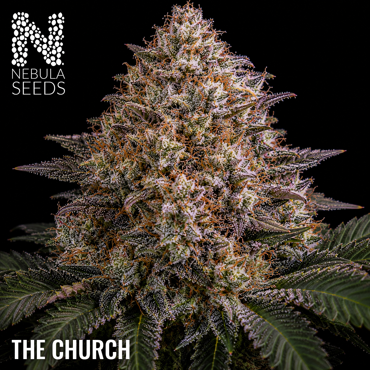 The Church - Buy South African Cannabis Seeds Nebula Seeds