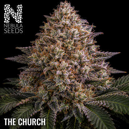 The Church - Buy South African Cannabis Seeds Nebula Seeds