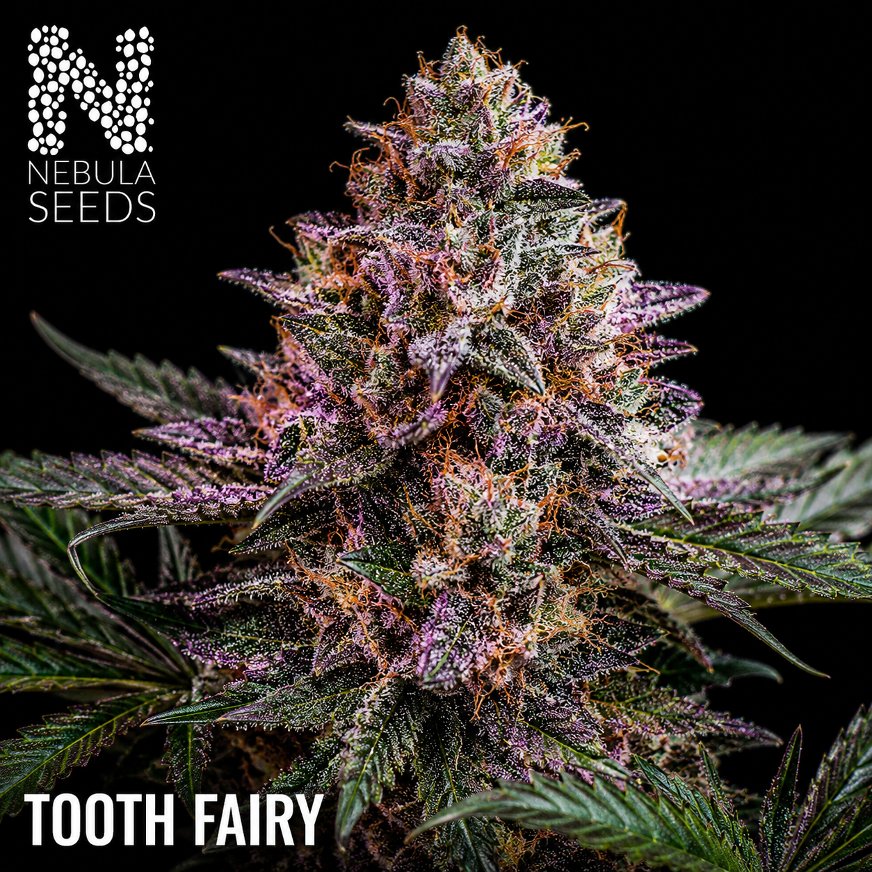 Tooth Fairy Feminized cannabis seeds for sale at Nebula Seeds. Buy cannabis seeds online in South Africa with premium genetics for cultivation.