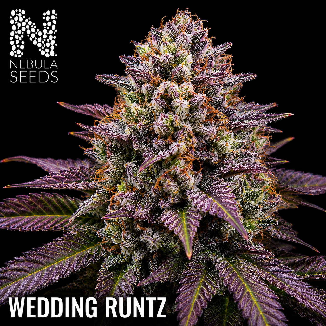 Wedding Runtzs - Buy South African Cannabis Seeds Nebula Seeds
