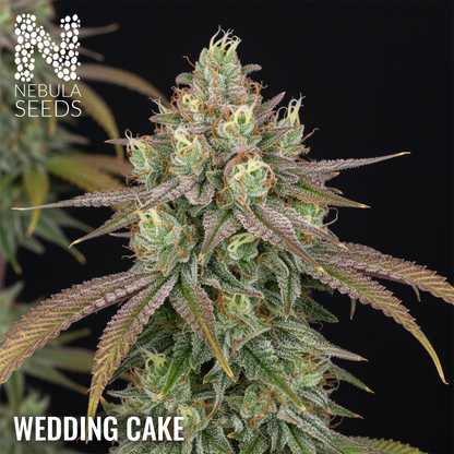 Wedding Cake Feminized cannabis seeds for sale at Nebula Seeds. Buy cannabis seeds online in South Africa with premium genetics for cultivation.