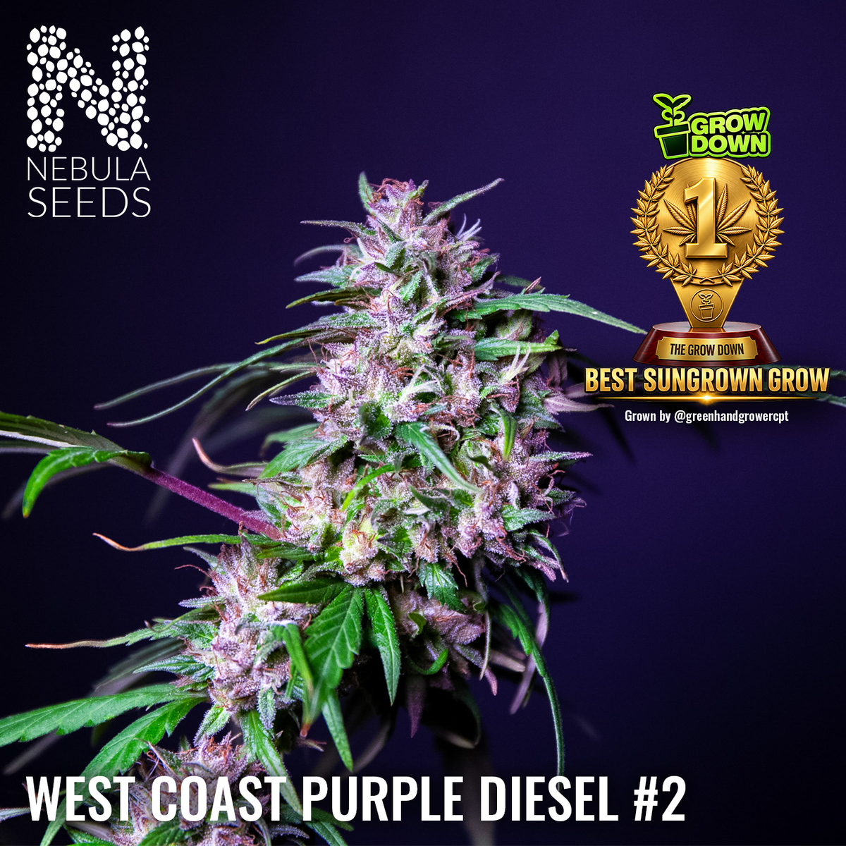 West Coast Purple Diesel #2 by Nebula Seeds – First Place Best Sun Grown, Grow Down Cannabis Competition