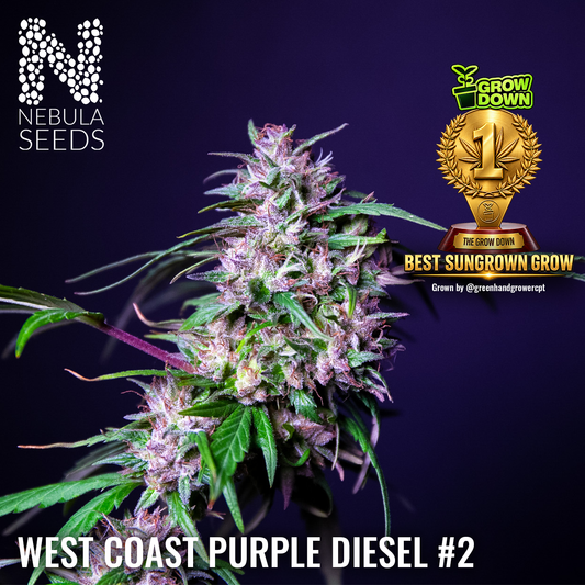 West Coast Purple Diesel #2 by Nebula Seeds – First Place Best Sun Grown, Grow Down Cannabis Competition