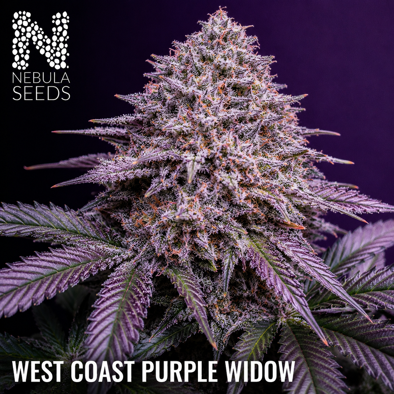 West Coast Purple Widow cannabis plant with Nebula Seeds